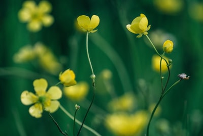 特写镜头黄色花瓣的花的照片
